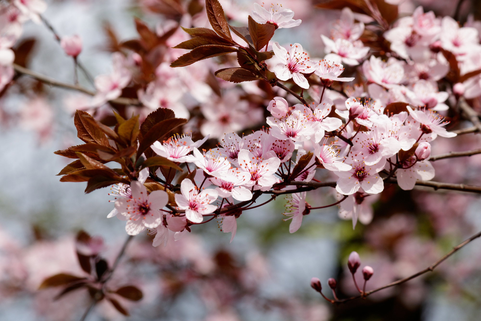 Types of Cherry Trees